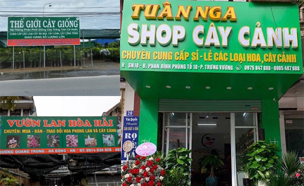 Làm biển quảng cáo cửa hàng bán cây cảnh